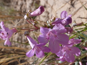 Penstemon fendleri